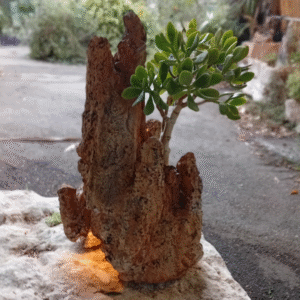 מנורה עם סוקולנט