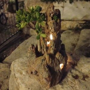 מנורה עם סוקולנט