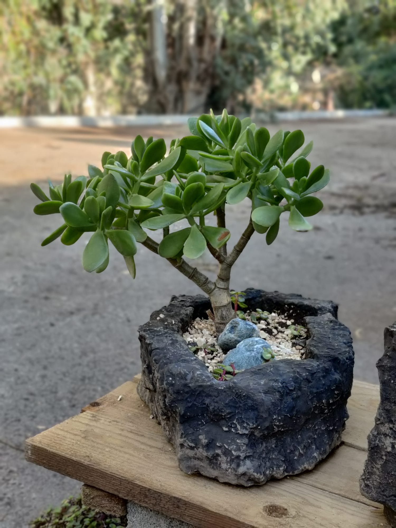 קרסולה סגלגלה